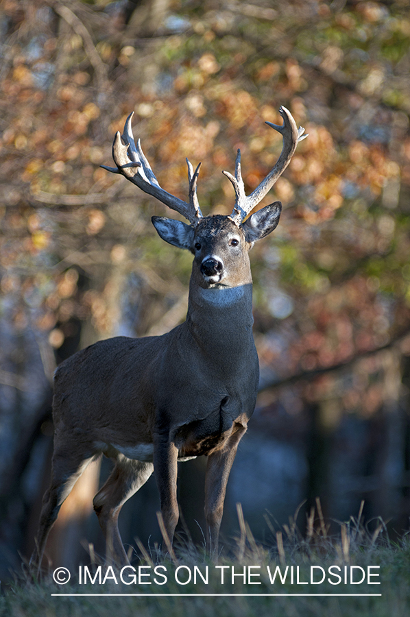 White-tailed buck in habitat. 