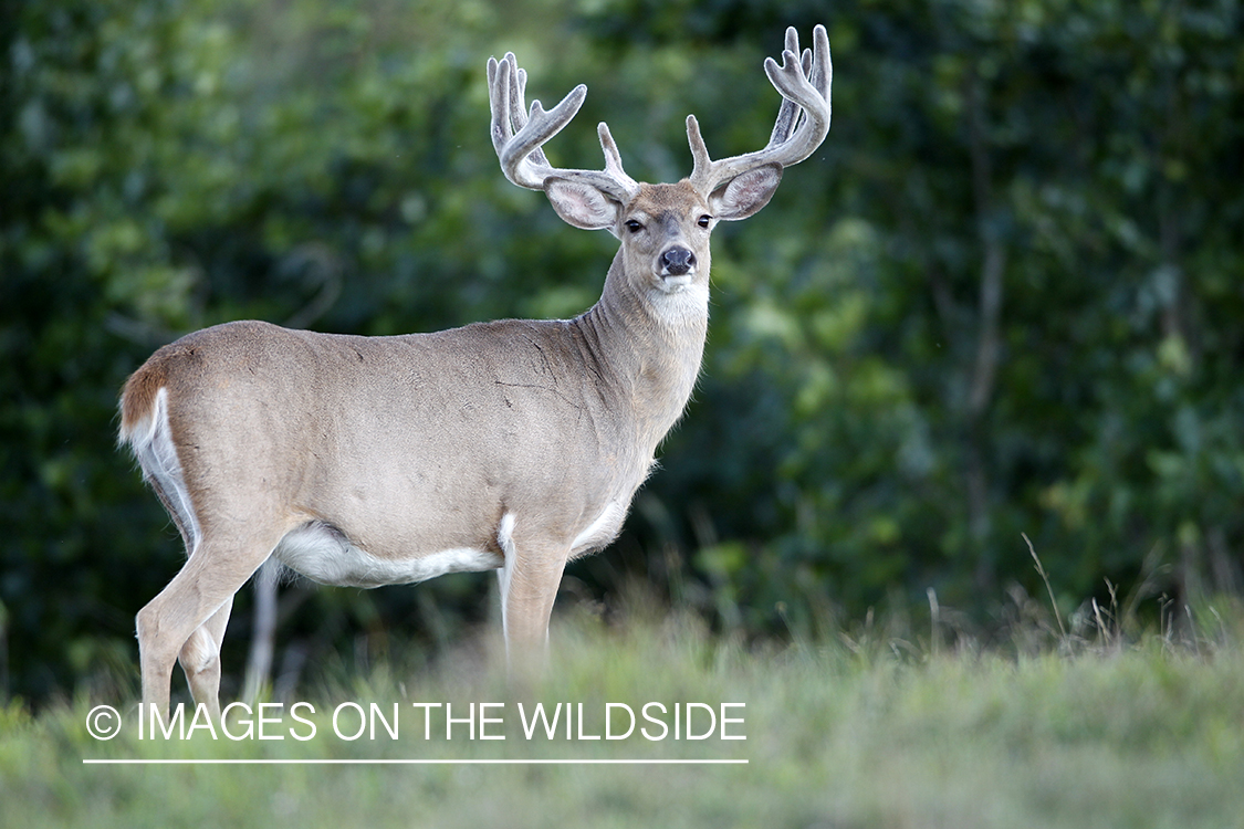 White-tailed buck in velvet.  