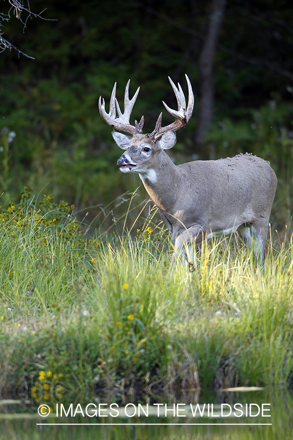 White-tailed buck in habitat.  