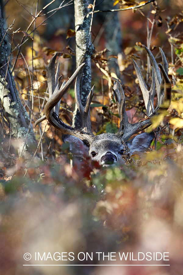 White-tailed buck in habitat. 