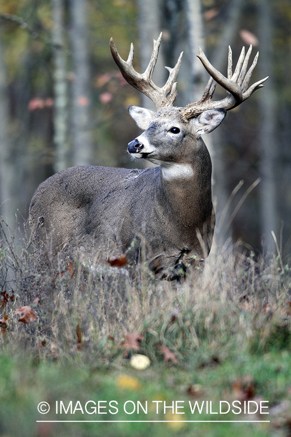 White-tailed buck in habitat. 