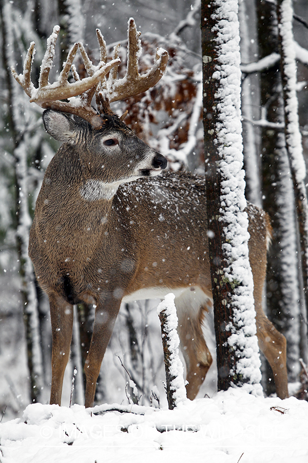 White-tailed buck in habitat. 