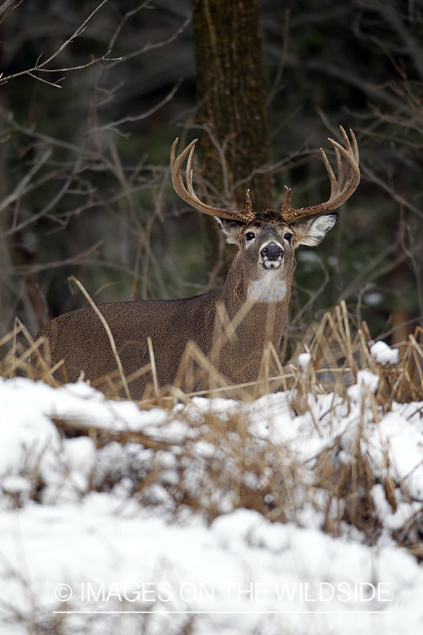 White-tailed buck in winter. 