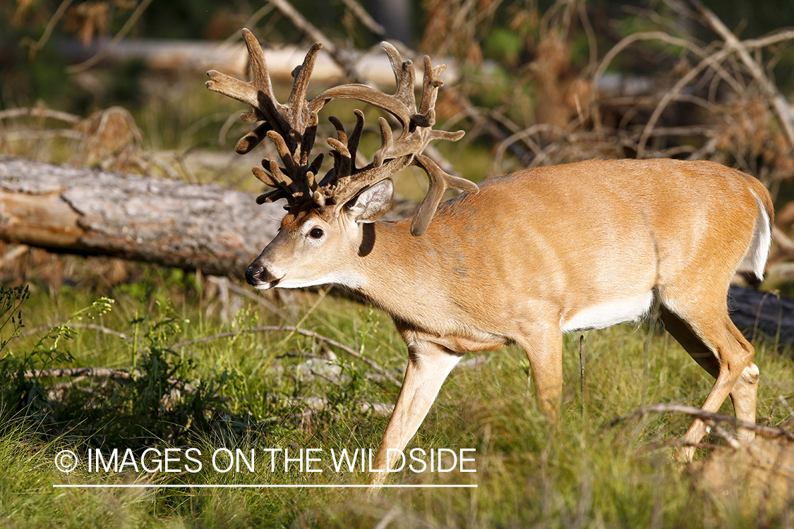 White-tailed buck in velvet.