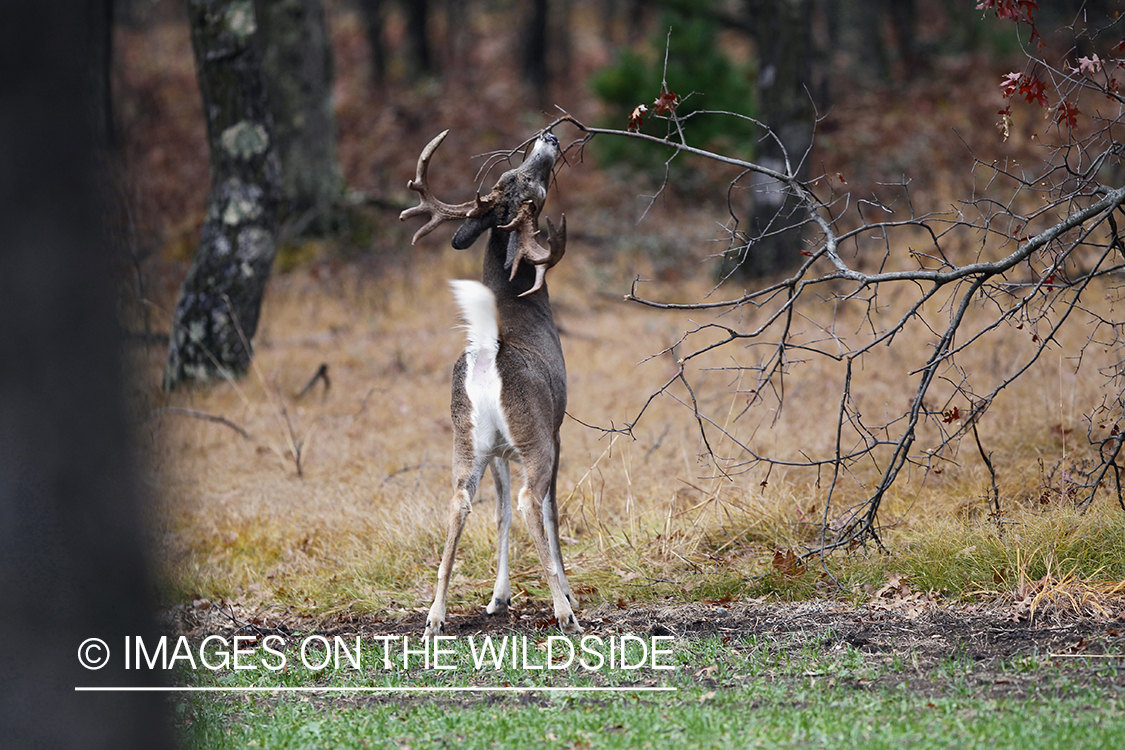 White-tailed buck scent marking branch.