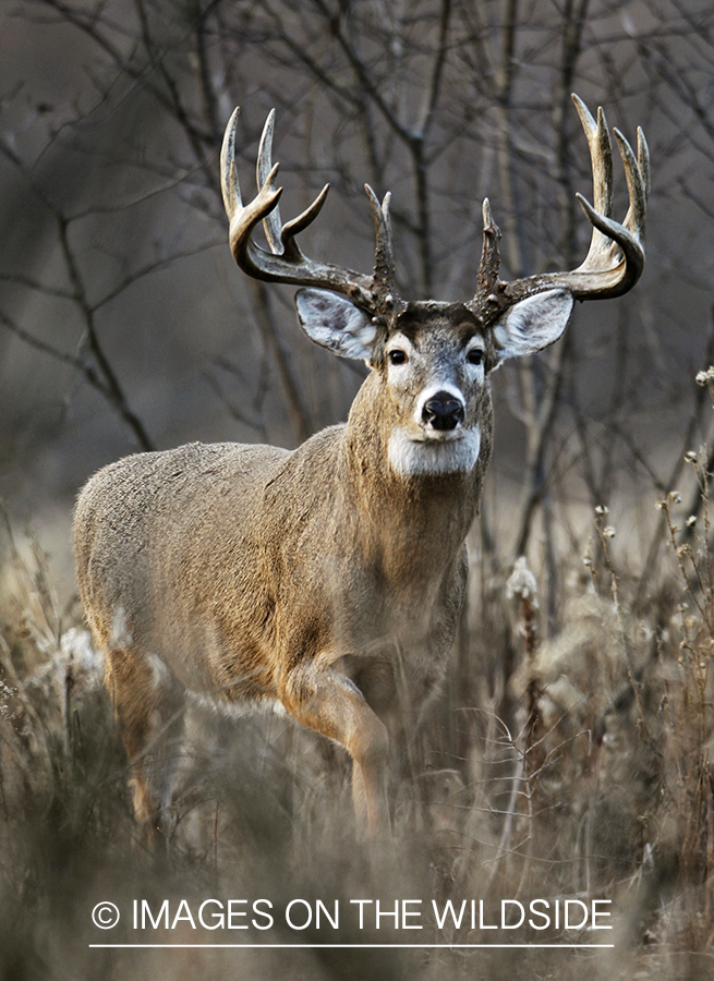 White-tailed buck in habitat.