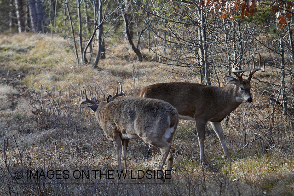 White-tailed bucks displaying aggressive behavior.