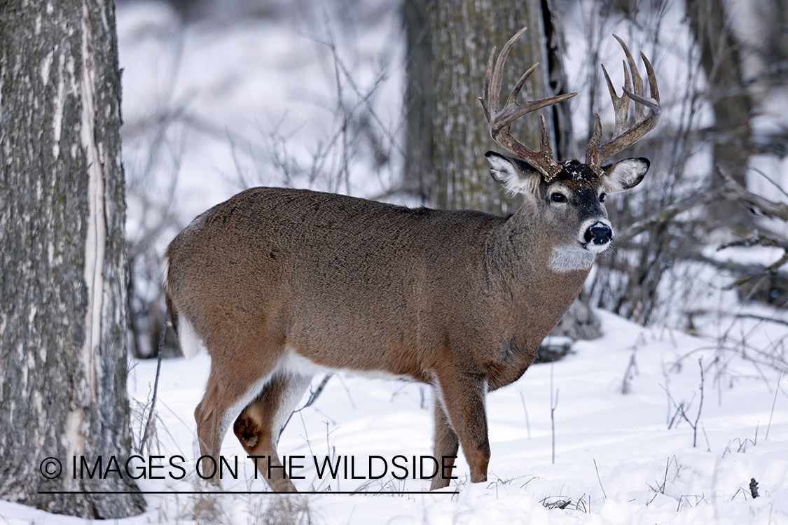 White-tailed buck in winter habitat.