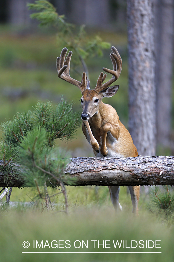 White-tailed buck in habitat.