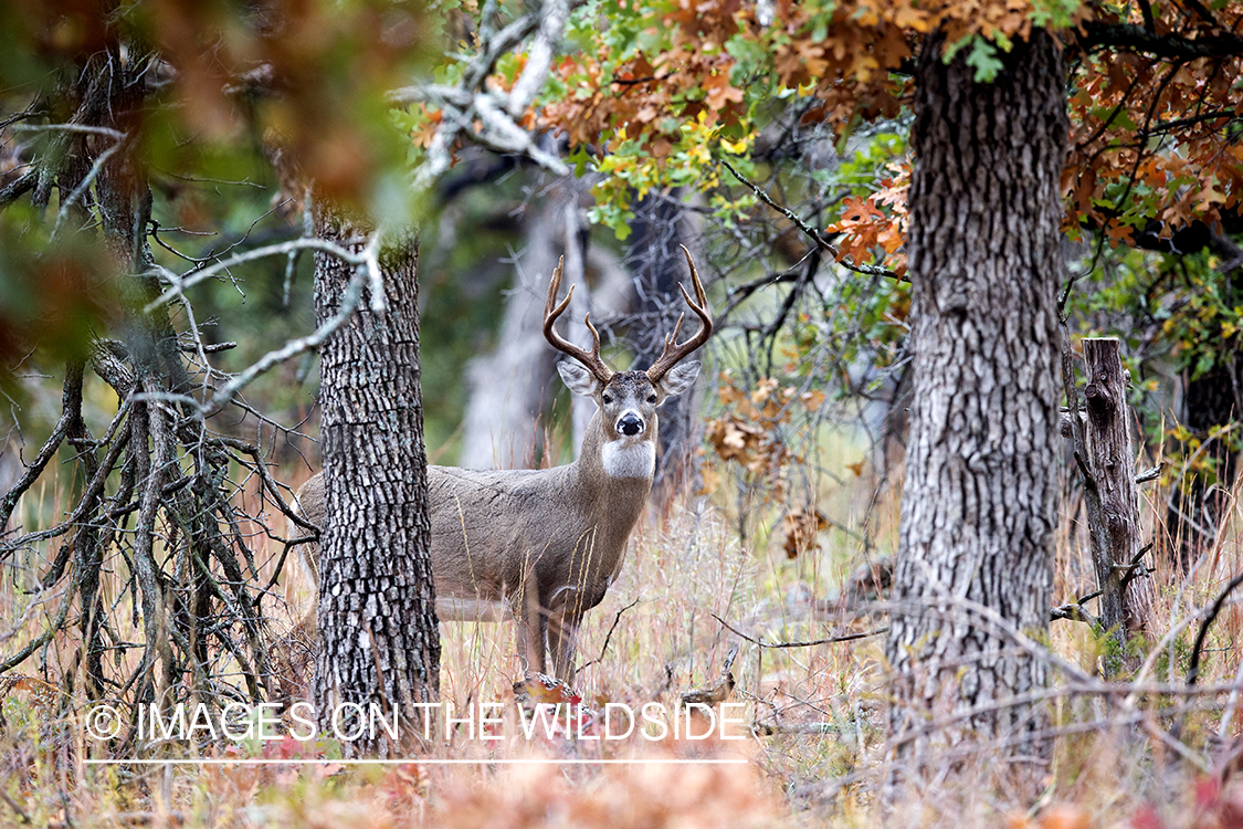 White-tailed buck in habitat. 