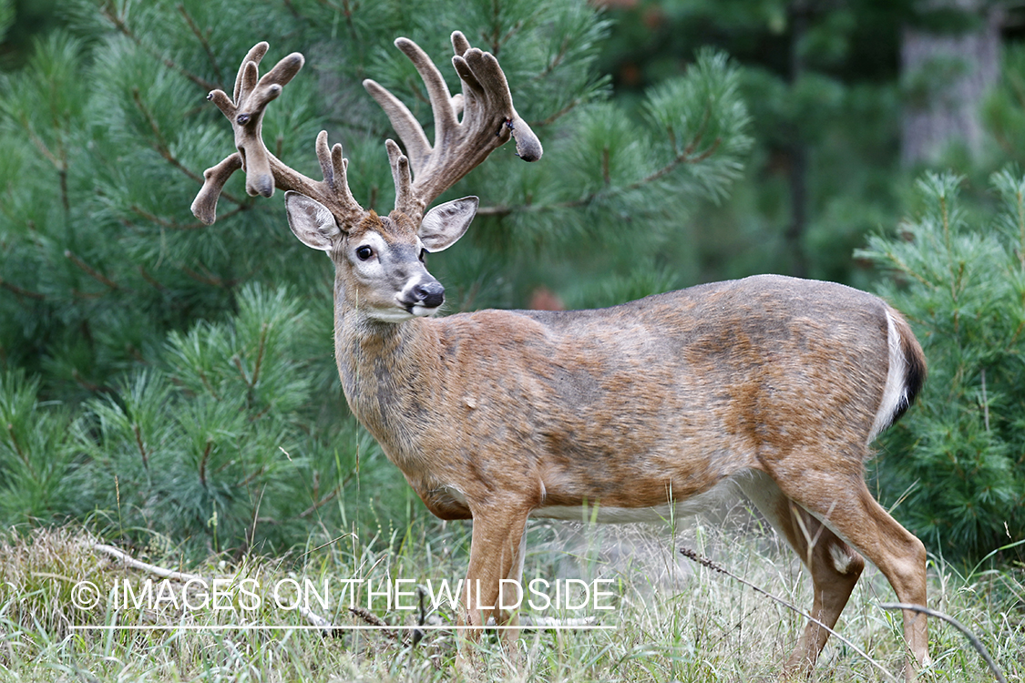 White-tailed buck in velvet.