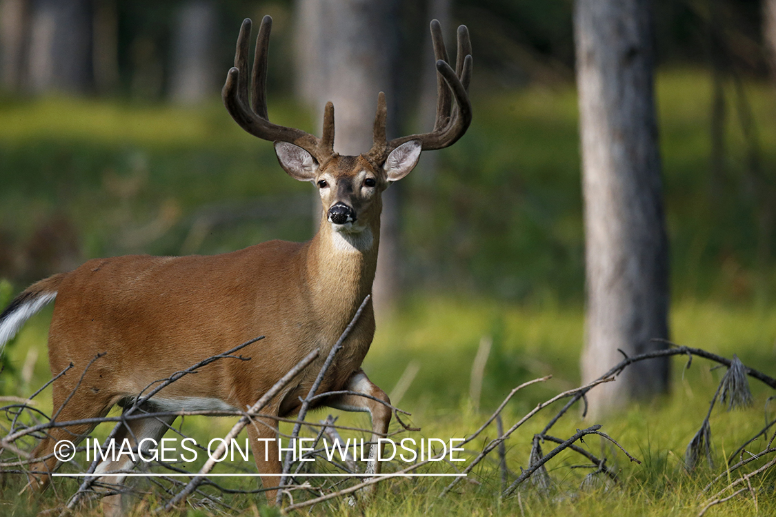 White-tailed buck in velvet.