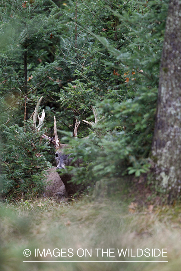 White-tailed buck in habitat.