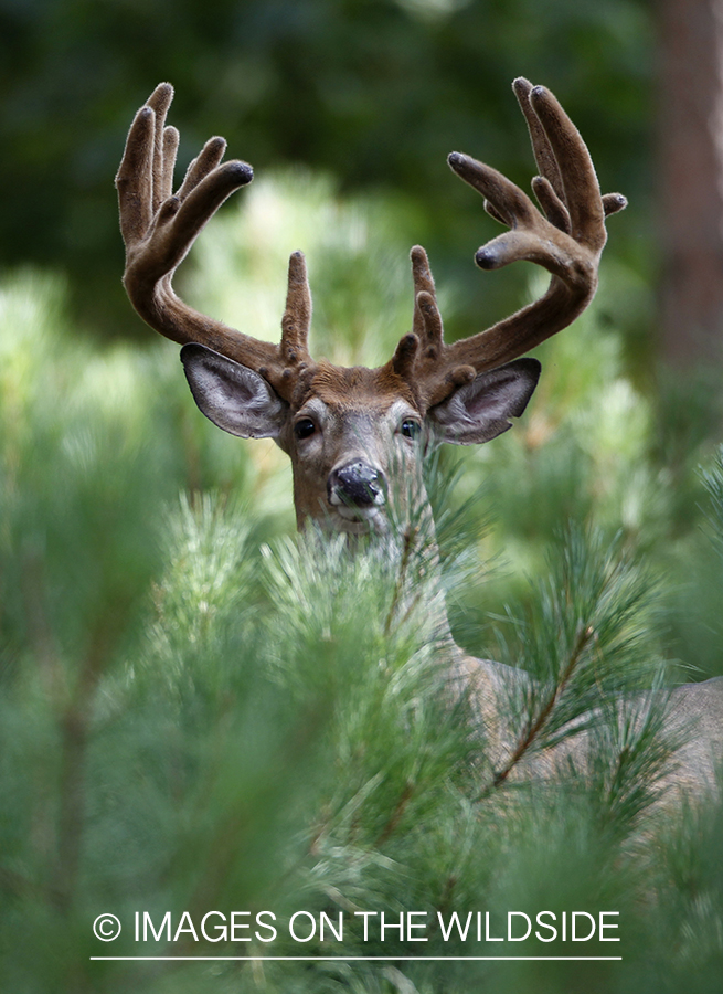 White-tailed buck in velvet.