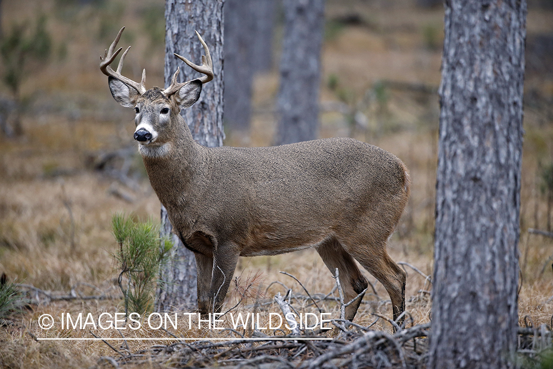 White-tailed buck in habitat.