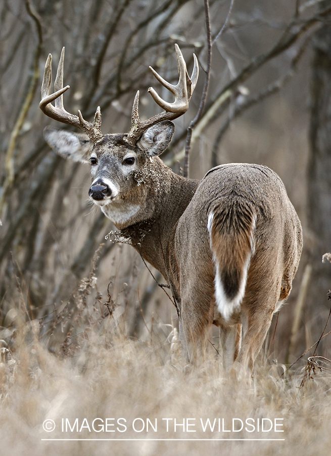 White-tailed buck in habitat.