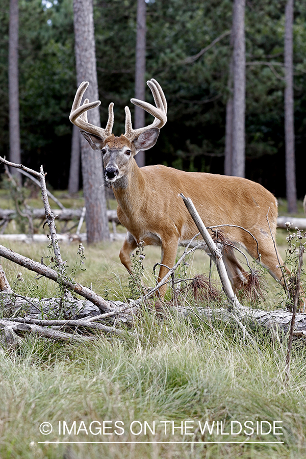 White-tailed Buck in Velvet.