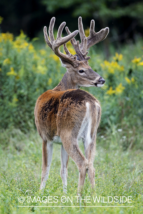 White-tailed buck in Velvet.