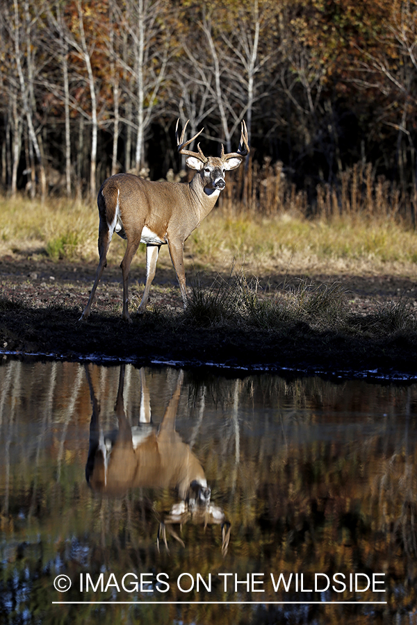 White-tailed buck with reflection in water.