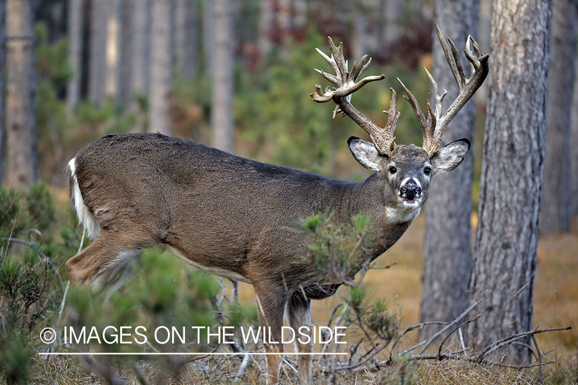 White-tailed buck scraping on large tree.