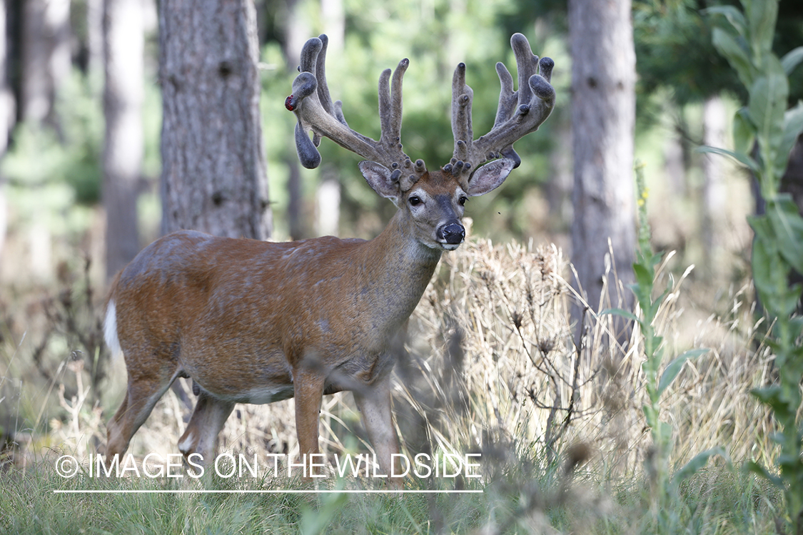 White-tailed buck in velvet.