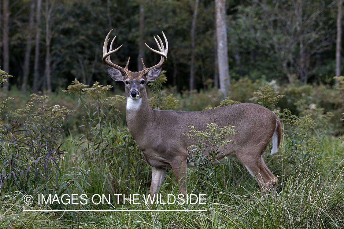 White-tailed buck in field.