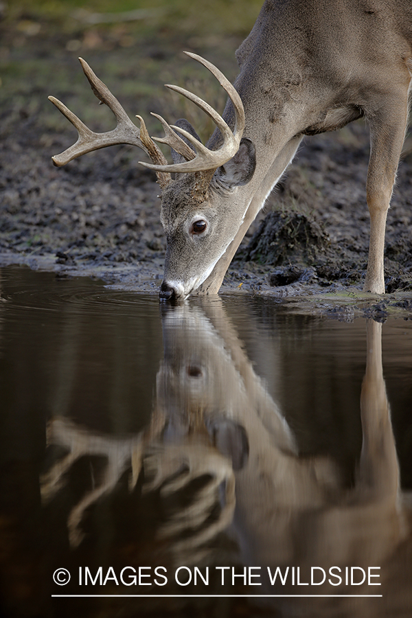 White-tailed buck in river.