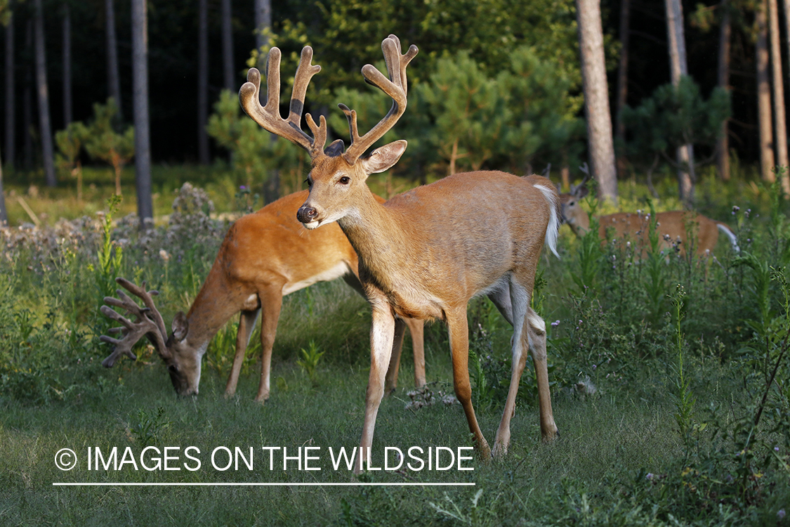 White-tailed bucks in field.