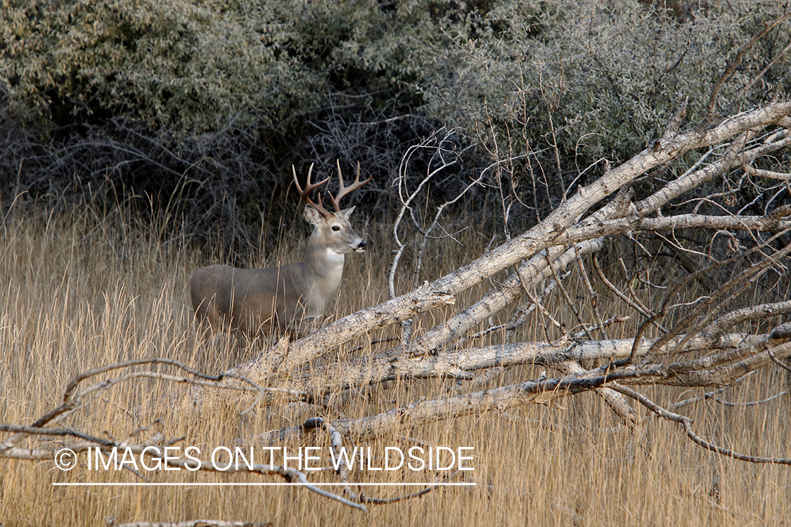 White-tailed buck in field.