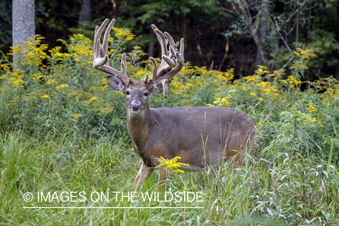 White-tailed buck in Velvet.