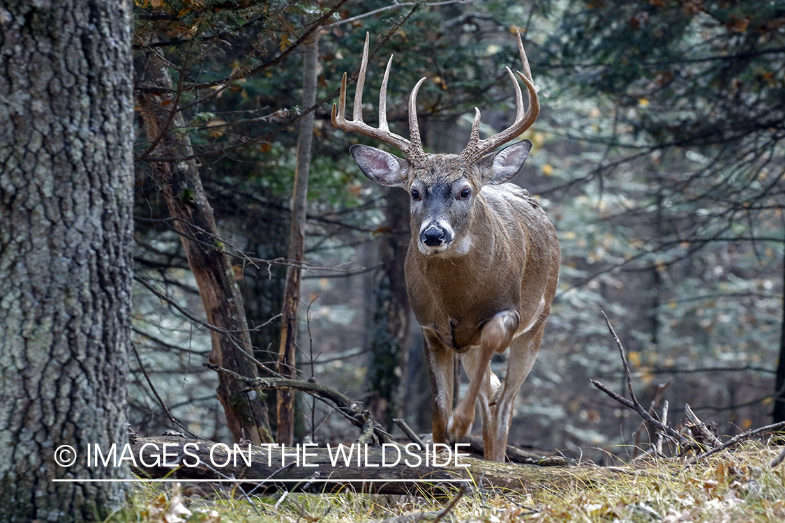 White-tailed buck in the rut.