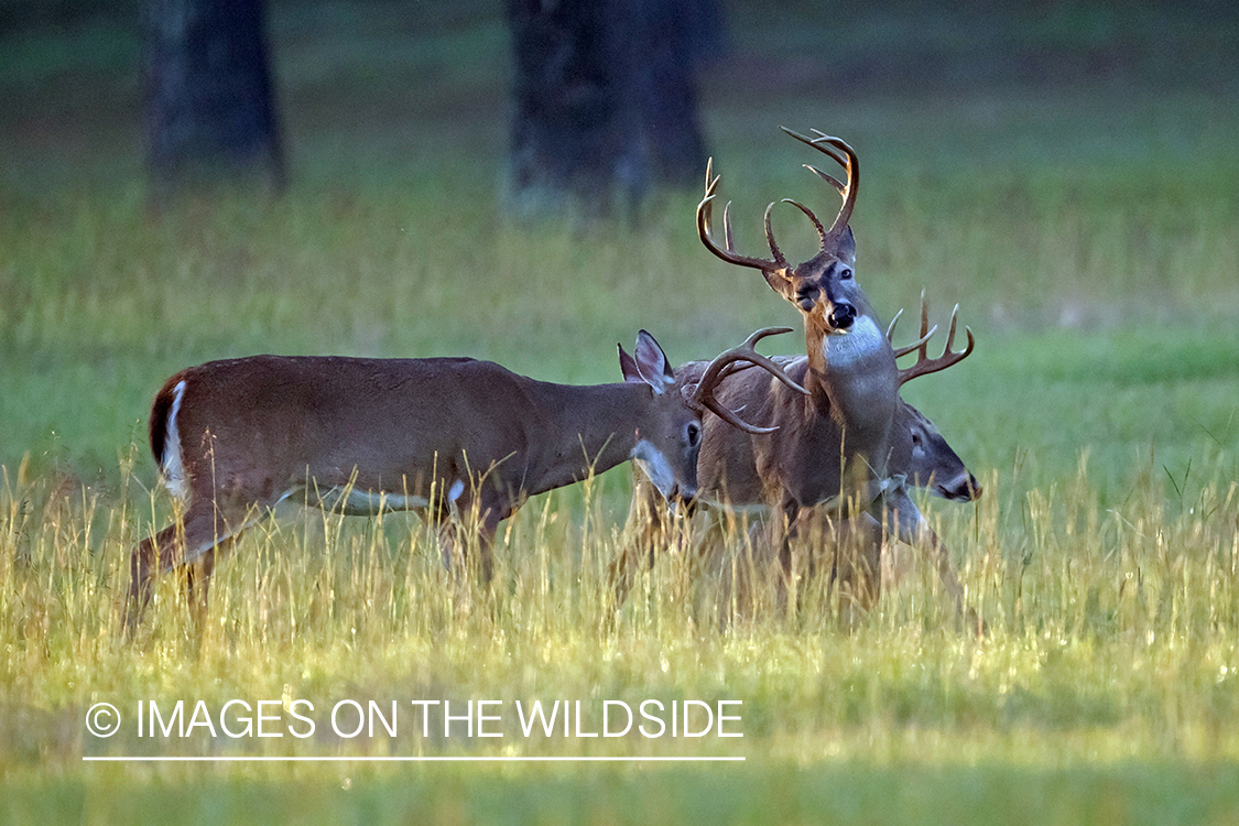 White-tailed bucks fighting.