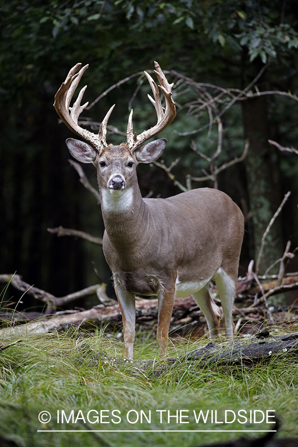 White-tailed buck in the Rut.