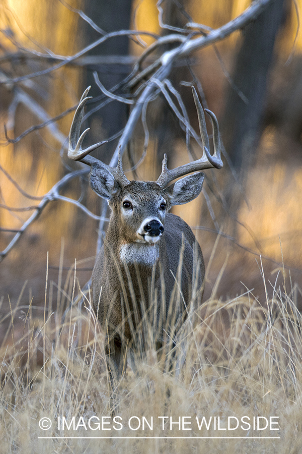 White-tailed buck in field.