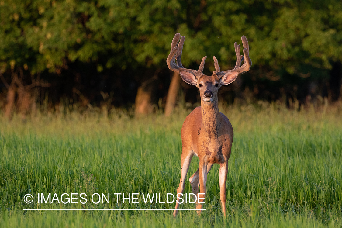 White-tailed deer in velvet.