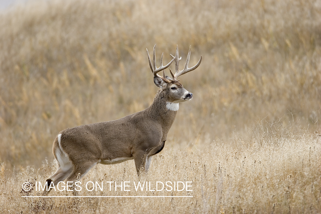 White-tailed buck in meadow.