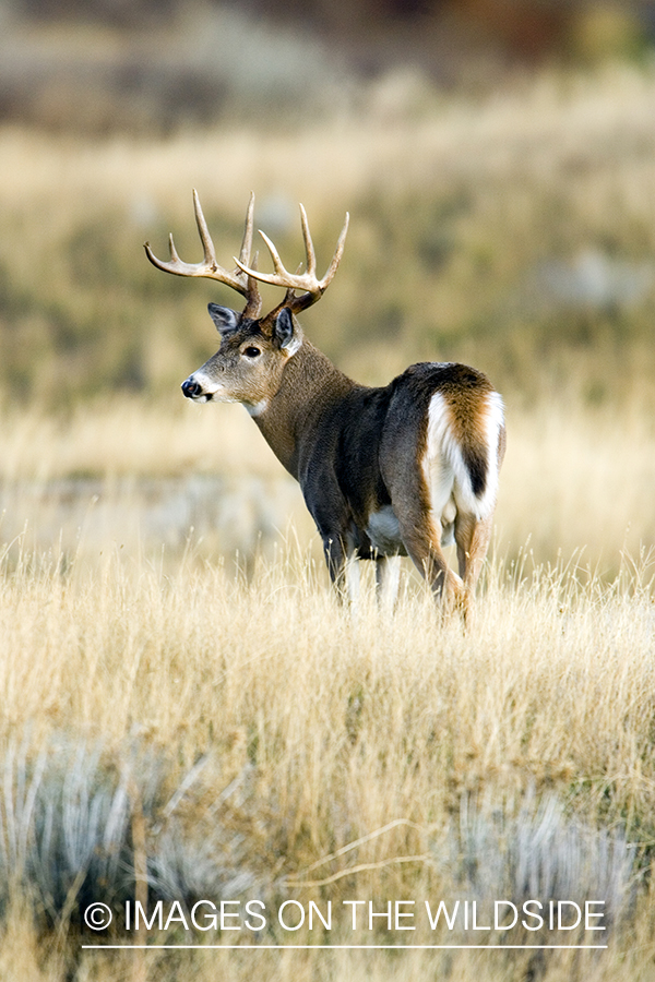 White-tailed deer in habitat