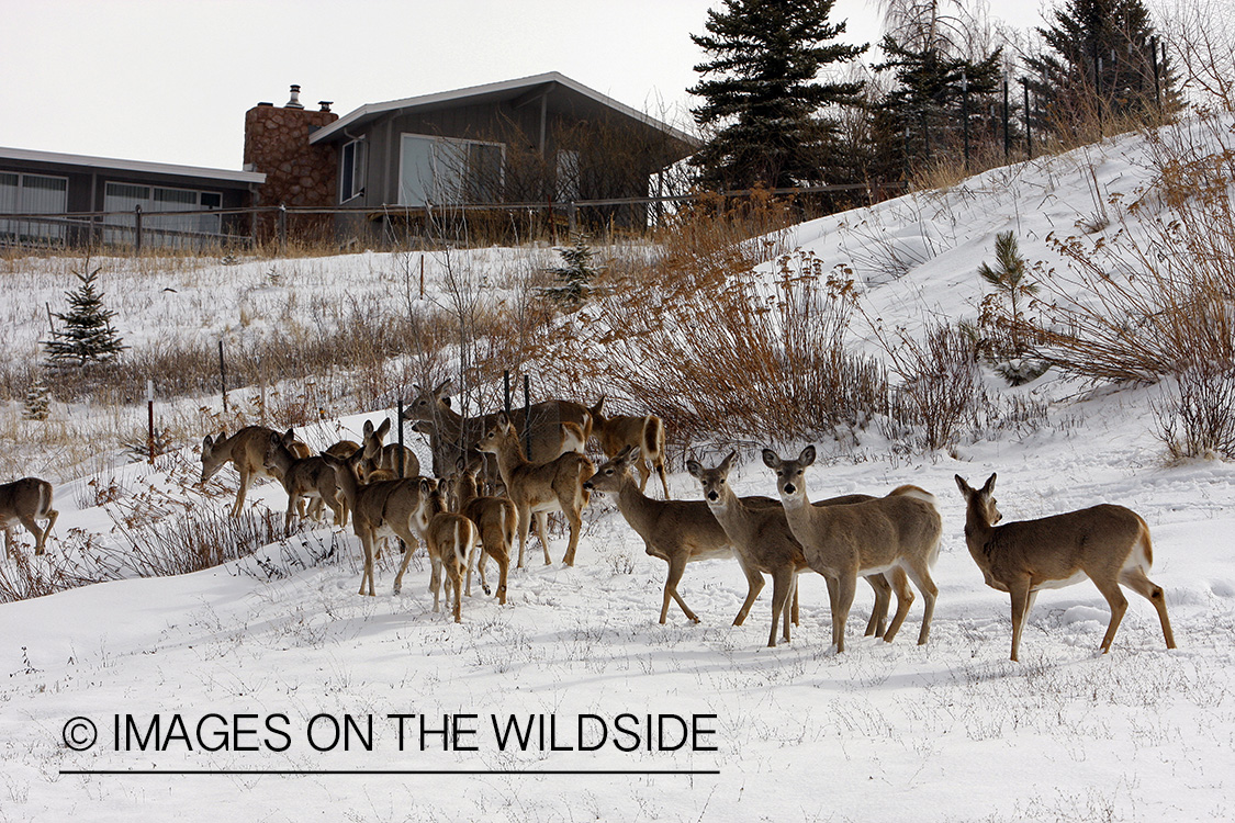 White-tailed deer herd in urban setting