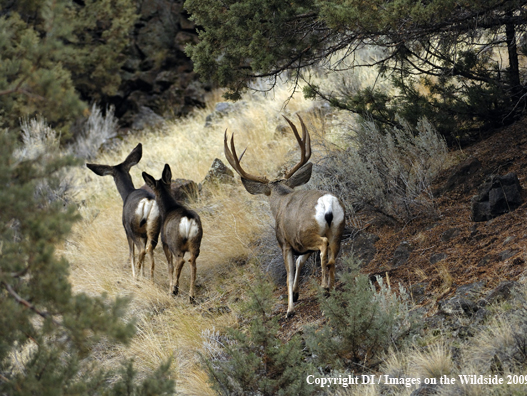 Mule Buck following does.