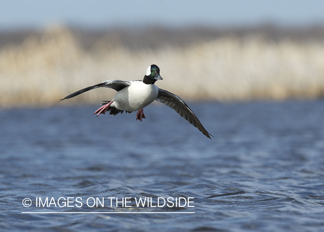 Bufflehead duck in flight.