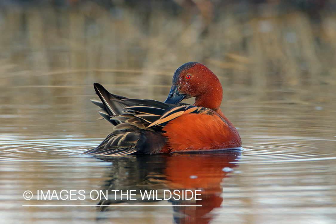 Cinnamon Teal Drake Preening