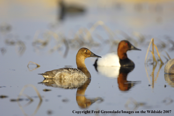 Canvasback ducks