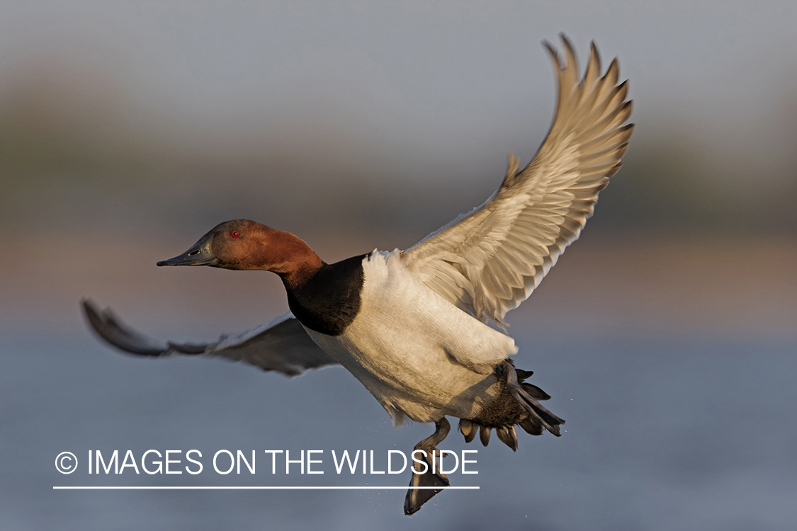 Canvasback in flight.