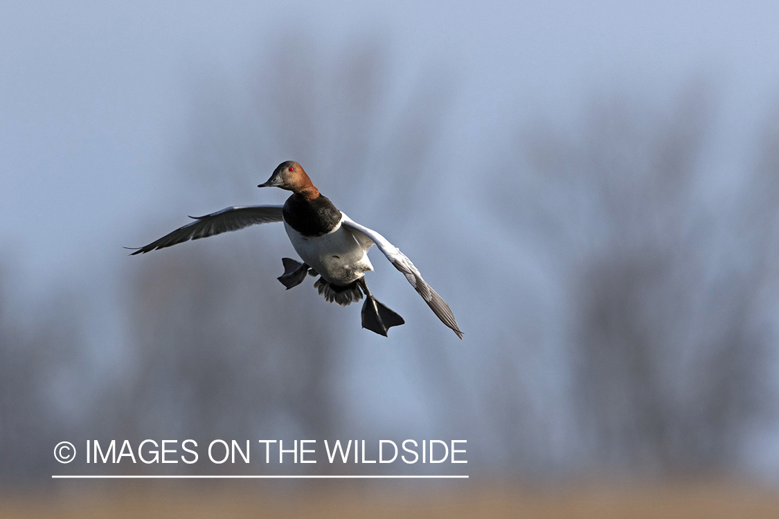 Canvasback in flight.