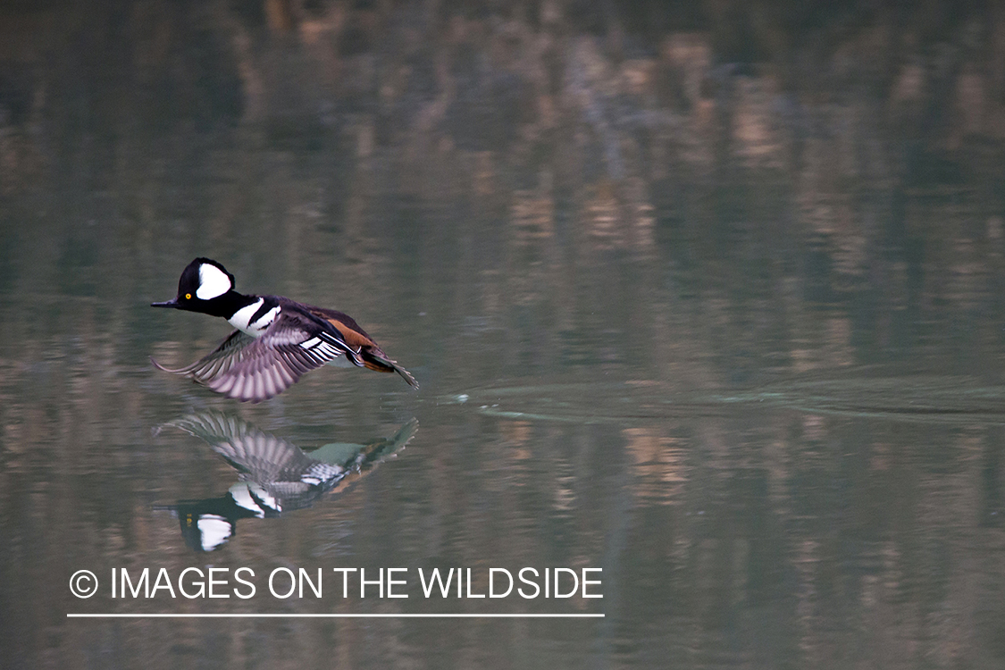 Hooded Merganser duck taking flight.