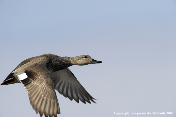 Gadwall duck in flight