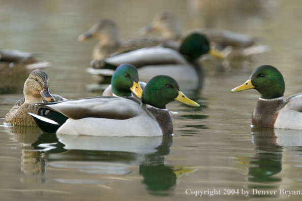 Mallards on pond.