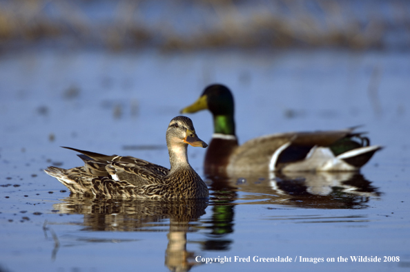 Mallard ducks in habitat