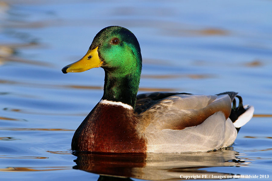 Mallard in habitat.