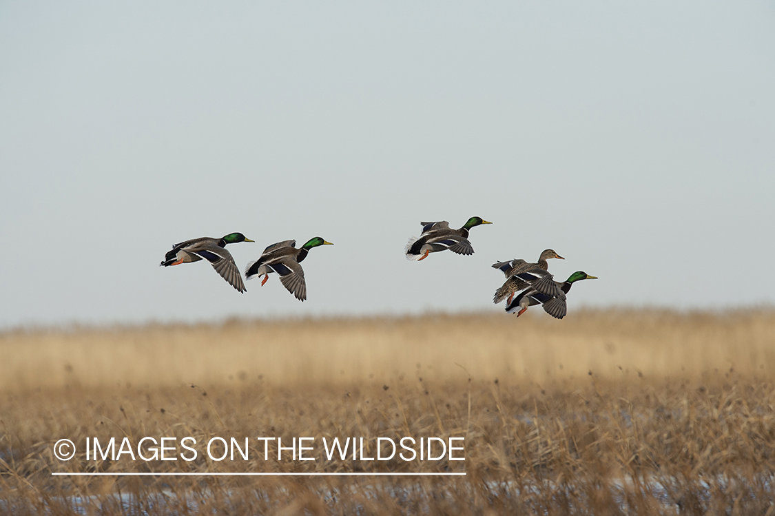 Mallards in flight.